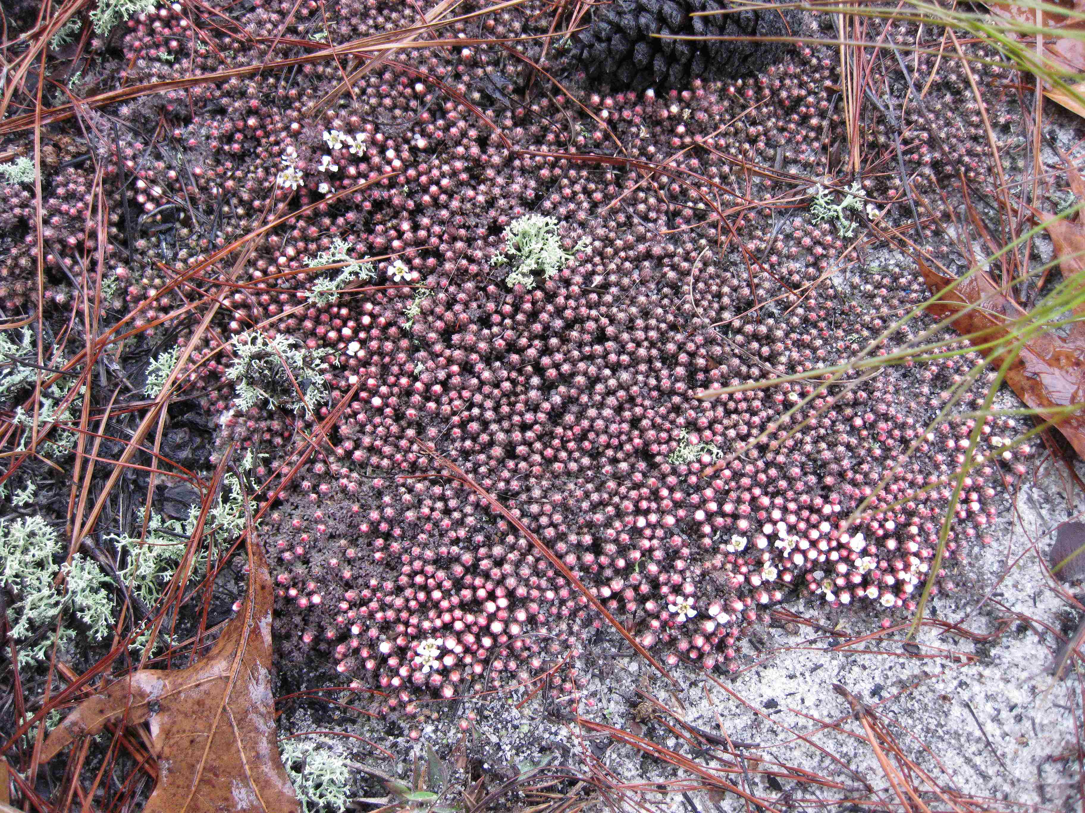 خزه گلدار تپه شنی